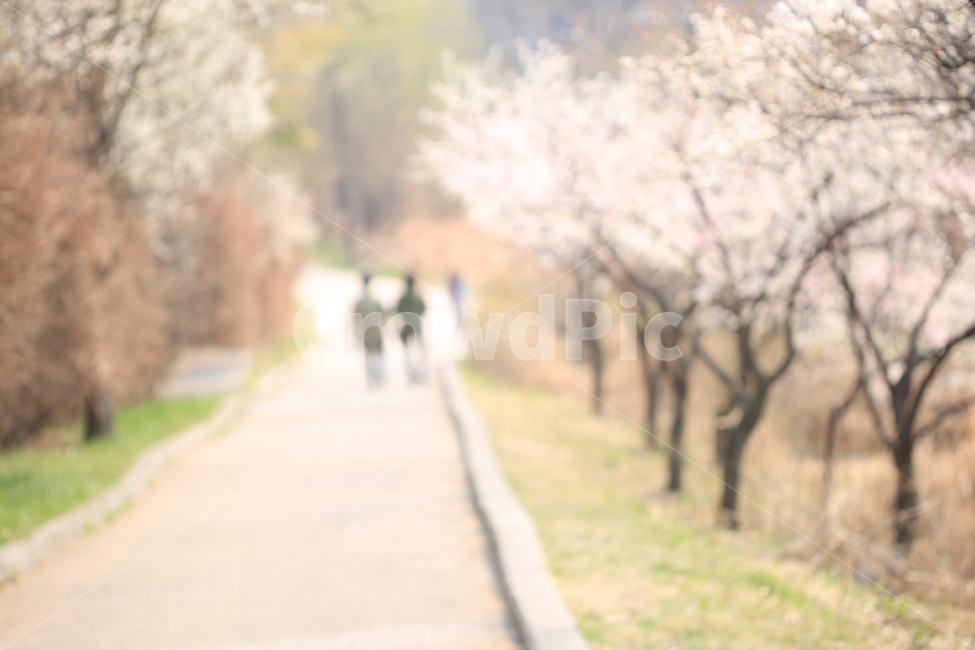 봄,꽃,벚꽃,길,산책,청계천,spring,flower,road,japaneseapicotflower,walk,봄,계절,spring,season,자연,풍경,nature,landscape,plant,식물