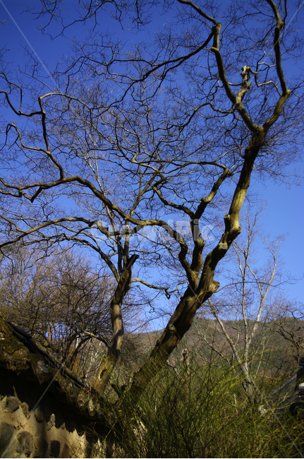 겨울,나무,하늘,plant,나뭇가지,식물,자연,plants,nature,나무,trees,wood