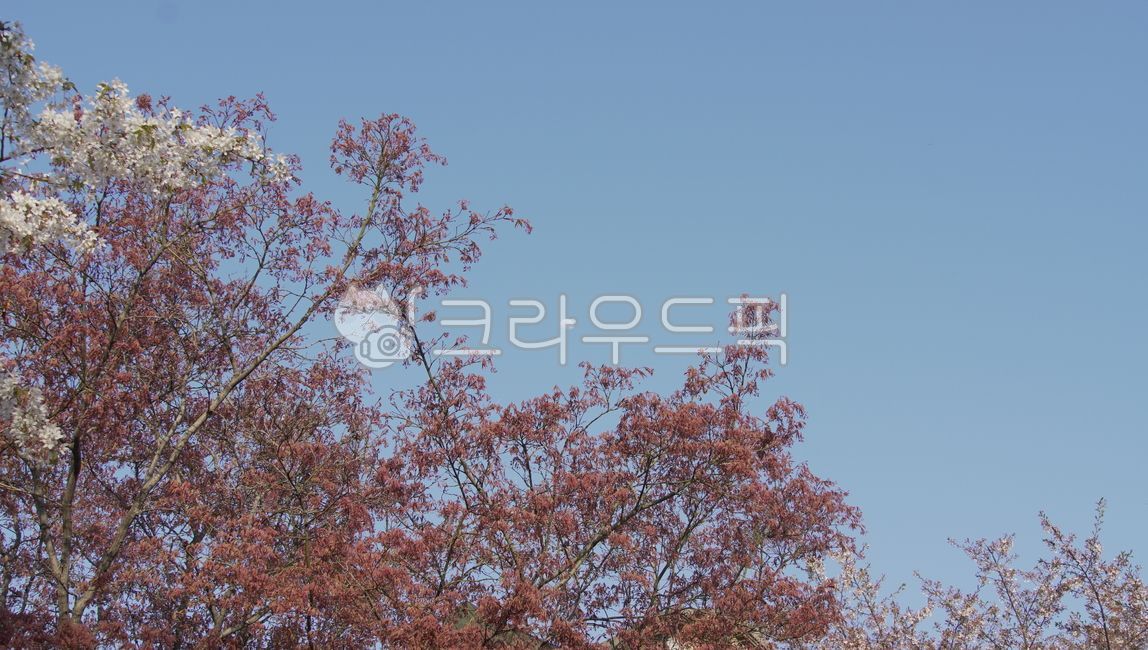 sky,cherry,blossom,Cherry Blossom,flower sky,cherryblossom,tree,flower tree,flower,daytime moon,spring,spring flowers,moon,plant,sight,flower background,cherry blossom,spring sky