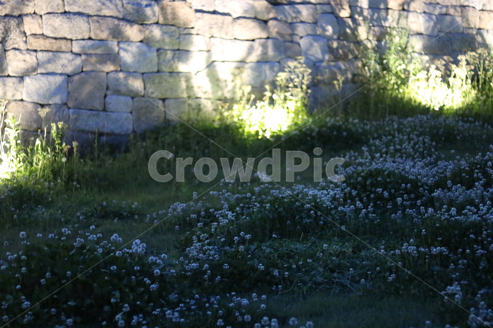 토끼풀,봄,행운,밤,흰색,식물,자연,plants,nature,꽃,flower
