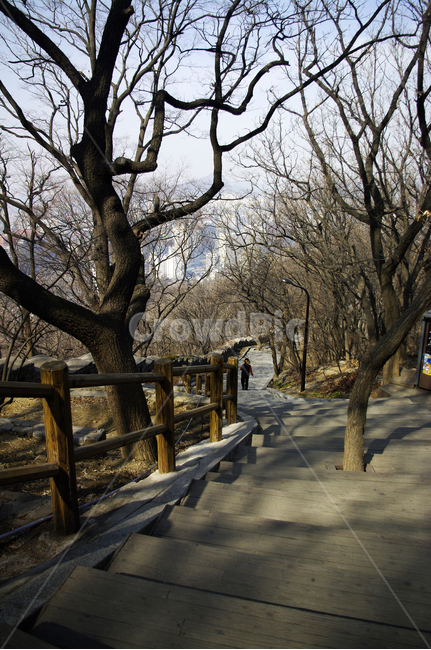 나무,겨울,식물,자연,숲