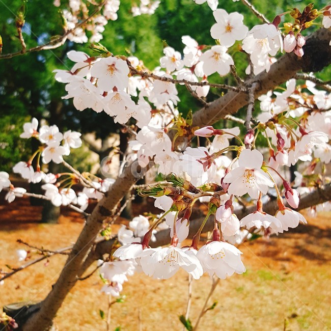 벚꽃,꽃,봄,blossom,flower,spring