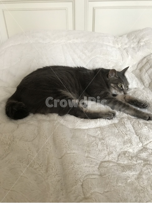 고양이,동물,pet,cat,회색고양이,침대