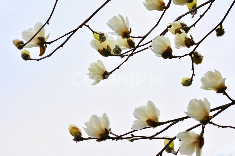 newsletter,catalog,spring flowers,spring,beautiful,bloom,draft,season,sky,flowers,Spring news,edit,contents,background,plant,tree flower,Scent,white flower,March,flowering,magnolia flower,Publishing,flower bud,design,advertisement,elegant,gay,pretty,broch