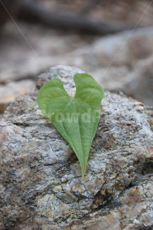 무등산,바위,나뭇잎,하트,자연,식물,자연,plants,nature