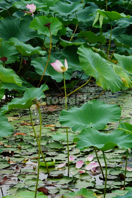 flower,plant,식물,blossom,pondlily,연꽃,연못백합,lily,식물,자연,plants,nature