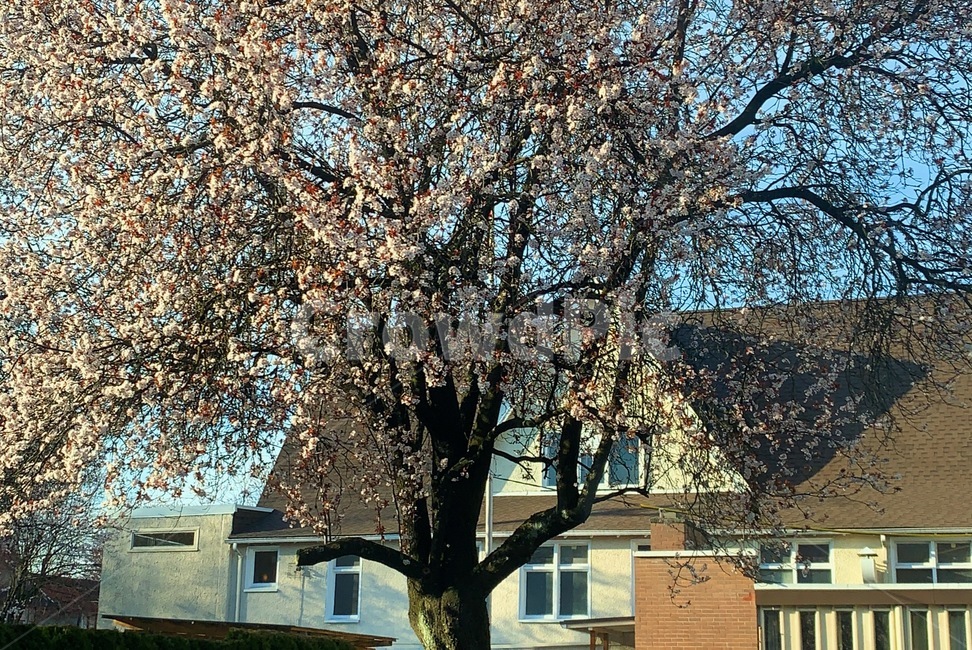 plant,식물,tree,나무,벛꽃,봄