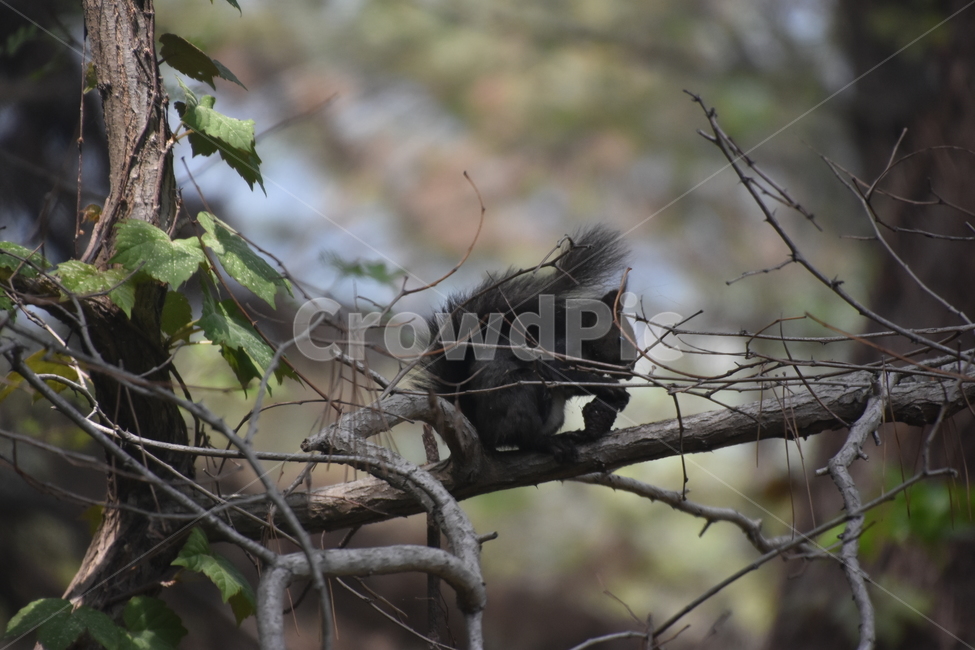 청솔모,자연,동물,다람쥐,나무위,나무,tree,squirrel,nature