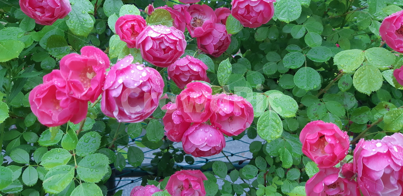 장미,꽃,비오는날,rose,분홍장미