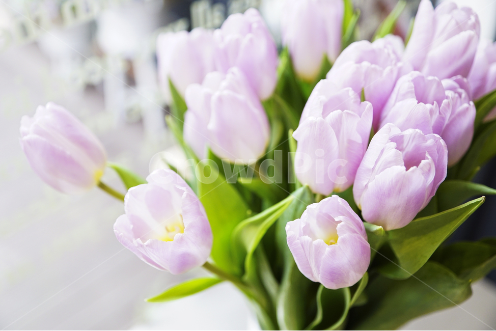 튤립,꽃,핑크,생화,자연,tulip,flower,pink,nature,realflower,식물,자연,plants,nature,꽃,flower