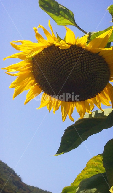 해바라기,sunflower,국화과,노란색,숭배,꽃말,의지,동경,flower,꽃