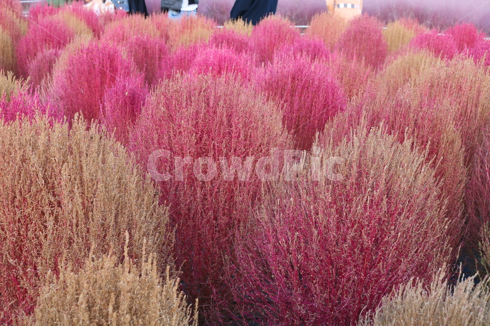 댑싸리,꽃댑싸리,식물,자연,대싸리,가을,가을,계절,fall,autumn,season,plant