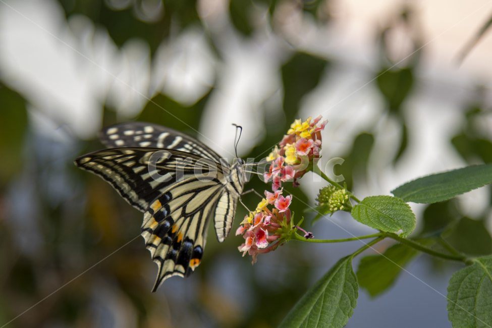나비,식물원,서울숲,식물,분제,식물,자연,plants,nature,꽃,flower,곤충,벌레,insect,bug