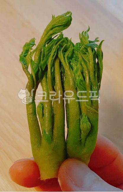 두룹,땅두릅,나무두릅,나물,산나물,야채,채소,음식,식사,food,meal,vegetable