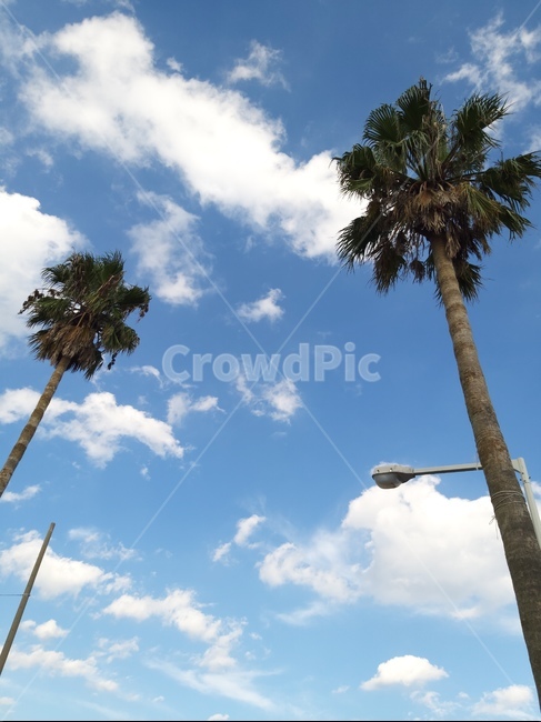 야자나무,제주,하늘,서귀포,여름,자연,풍경,nature,landscape,tree,나무,plant,식물,palm tree,야자수,summer