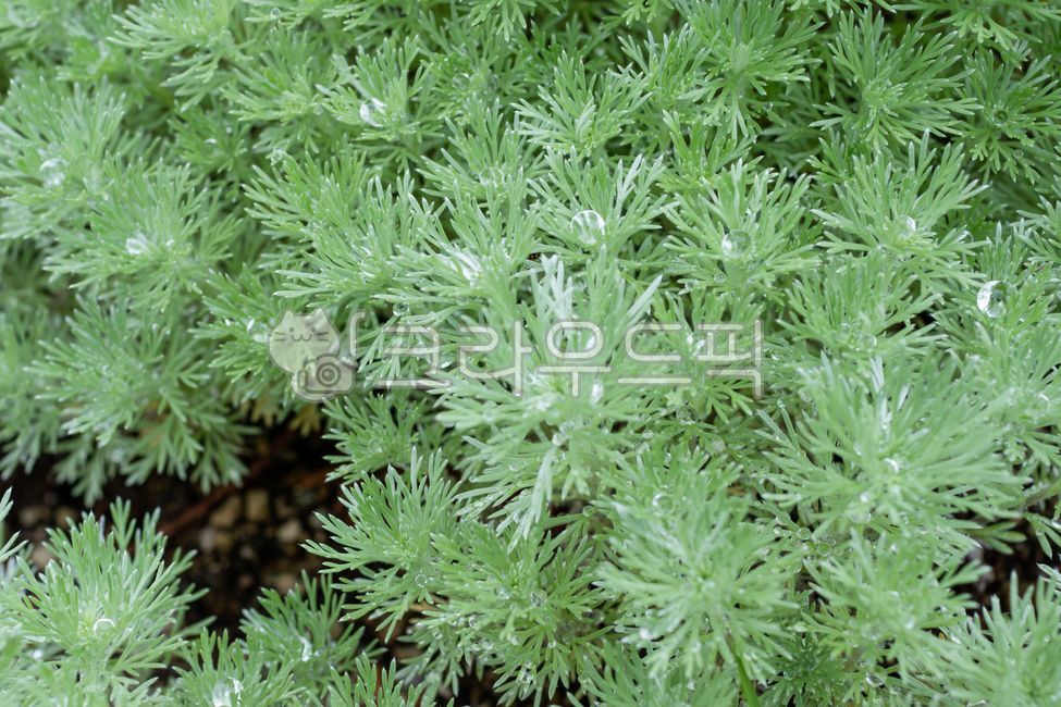 은쑥,이슬,물방울,실버마운드,아지랑이은쑥,은빛쑥,난쟁이은쑥,구와쑥,국화쑥,국화과,관상용,여러해살이풀,아르테미시아슈미티아나,식물,자연,잎,초록색,plant,nature,leaf,green,silvermound,artemisiaschmidtiana,angelshair,silvermoundartemisia