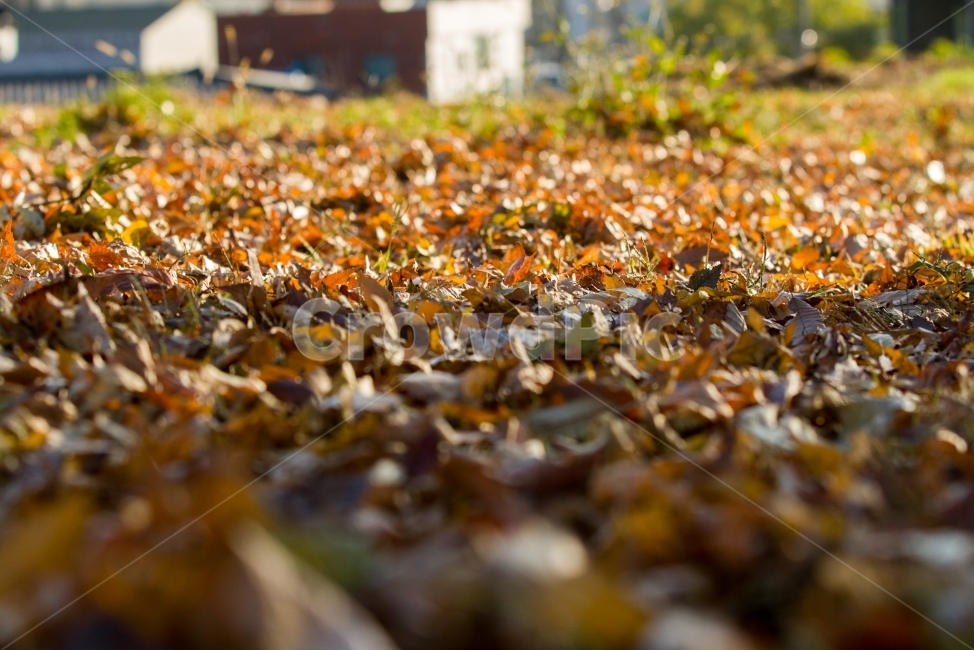 자연,저녁,가을,낙엽,natural,sunset,evening,autumn,fall,Republic of Korea,fallen leaves,노을,대구,대한민국,한국,korea,가을,계절,fall,autumn,season,식물,자연,plants,nature,plant,leaf,잎,ground,바닥
