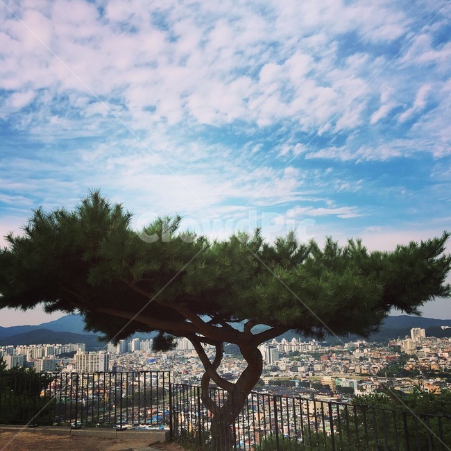 수원,나무,수원화성,하늘,도시풍경