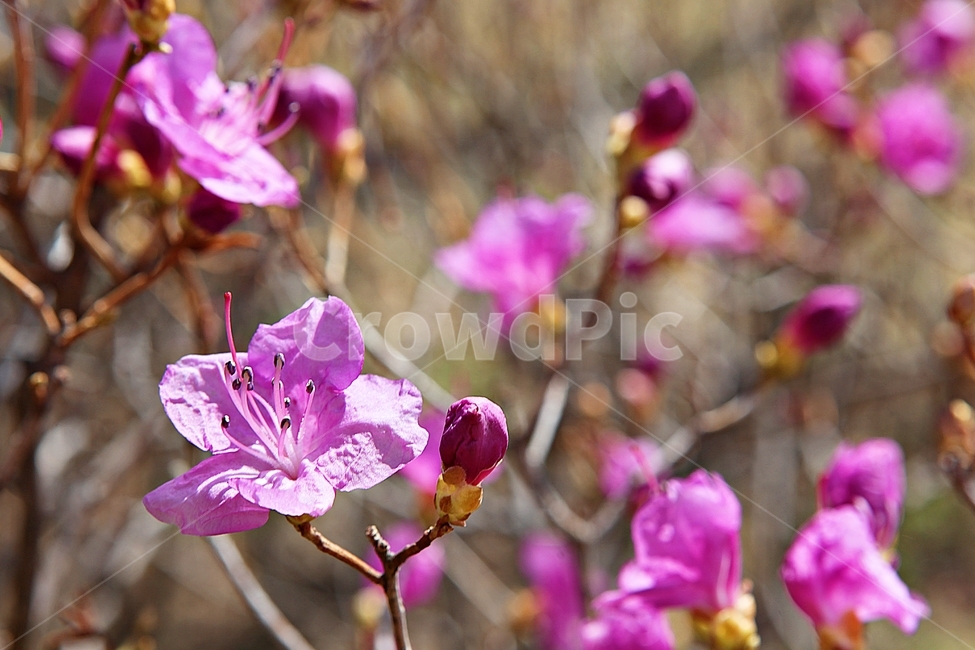 진달래,꽃,꽃잎,봄꽃,봄,식물,자연,식물,자연,plants,nature,꽃,flower