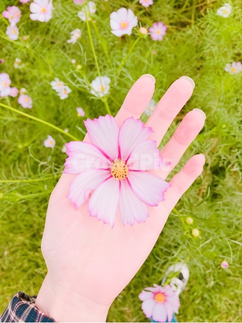 코스모스,꽃,가을,손,flower,꽃밭,가을,계절,fall,autumn,season,꽃,flower,사람,인물,인간,human,person,신체일부,몸,body,감성,sensible,feeling,blossom,geranium,제라늄,plant,식물,petal,꽃잎