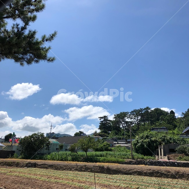 하늘,파랑,구름,나무,낮,부산