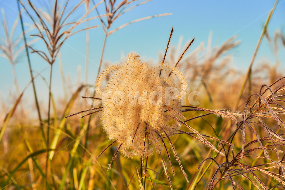 억새,하늘공원,하늘,여름,식물,자연,갈대,식물,자연,plants,nature