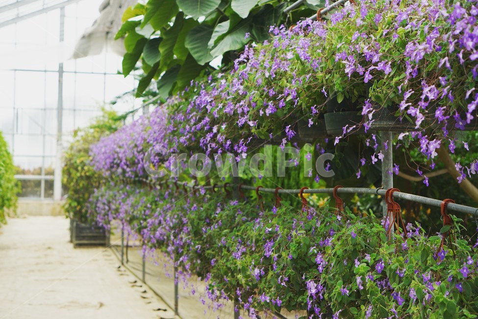 식물,꽃,자연,식물원,감성,식물,자연,plants,nature,꽃,flower