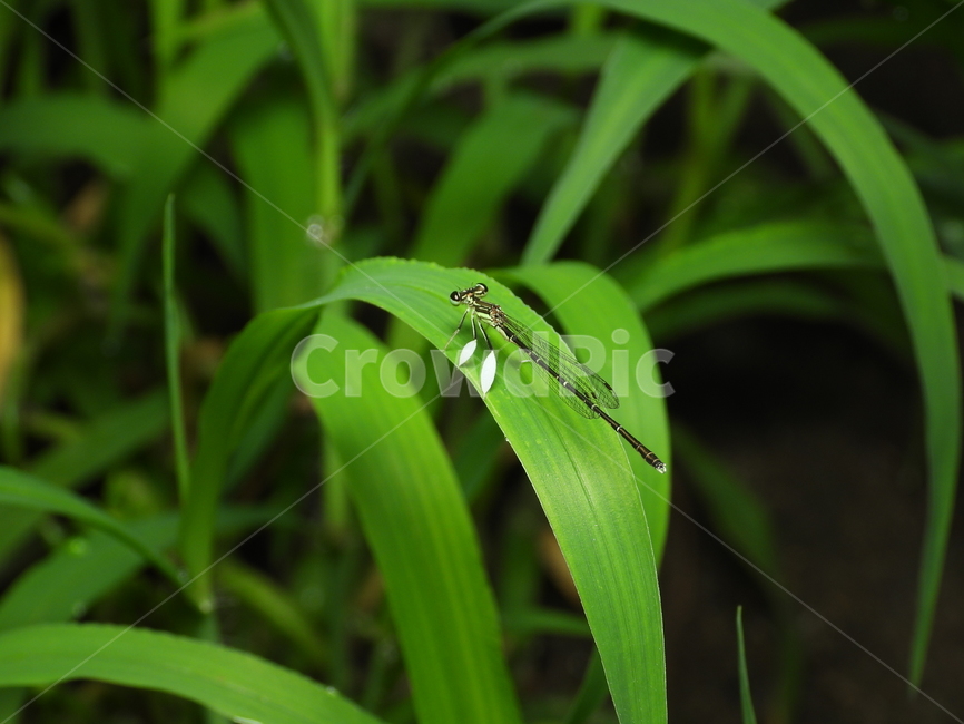 잠자리,곤충,자연,식물,녹색,동물,animal,곤충,벌레,insect,bug