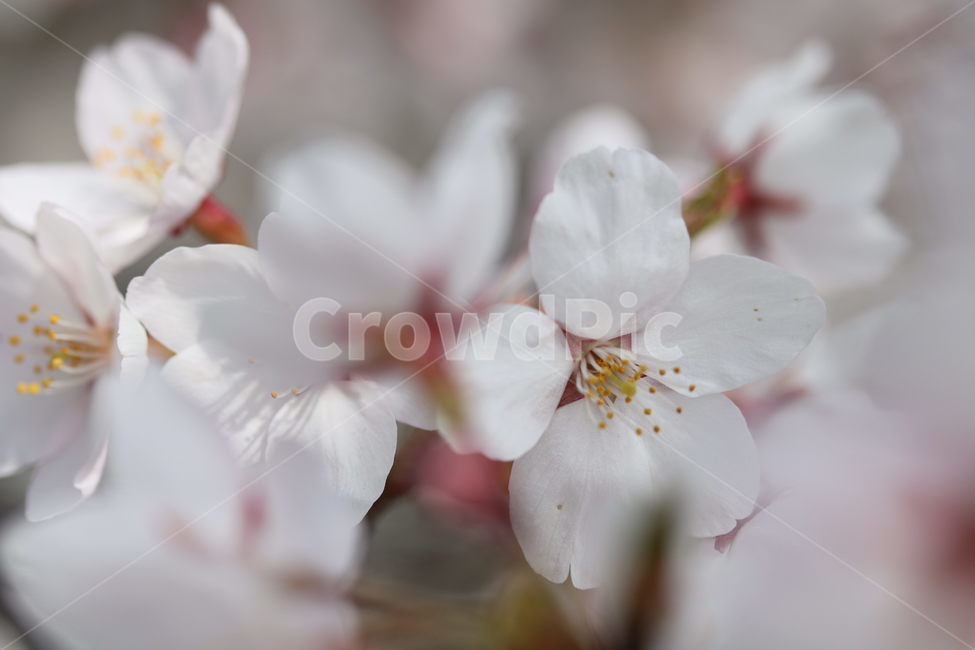 벚꽃,꽃,봄,계절,식물,자연,브라운,분홍색,하얀색,색깔,cherryblossom,pink,brown,white,flower,spring,season,color,plant,nature,봄,계절,spring,season,식물,자연,plants,nature,꽃,flower,geranium,제라늄,blossom