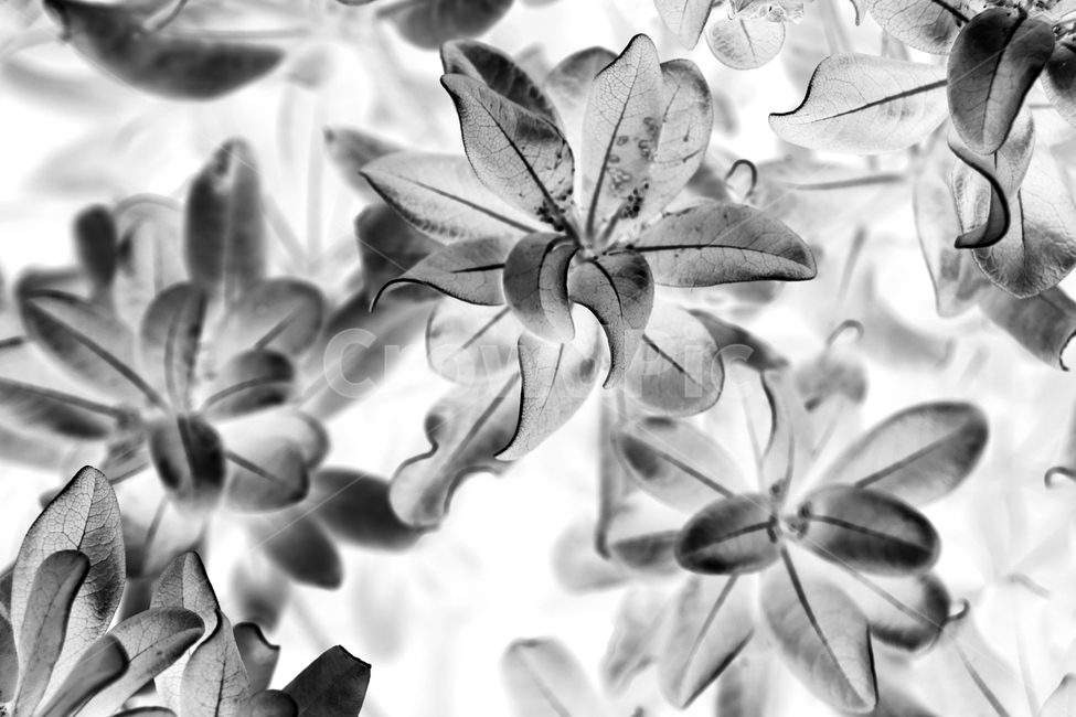 꽃배경,백그라운드,식물배경,클로즈업,배경화면,아름다운꽃,flower,beauty,nature,flowersbackground,background,나뭇잎배경,화려한,꽃,flower,흑백,모노톤,monochrome,black and white