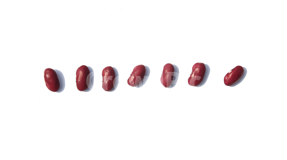 붉은콩,bean,콩,redbean,brown,closeup,dry,food,protein,red,seed,uncooked,vegetable,white,흰배경,야채,붉은색,빨강,말린,단백질,씨앗,요리재료,식재료,요리,음식,음식,식재료,요리,food,cook,meal,dishes,food reserves,콩류,견과류,beans,pulse,nuts,dry fruits,누끼,remove background