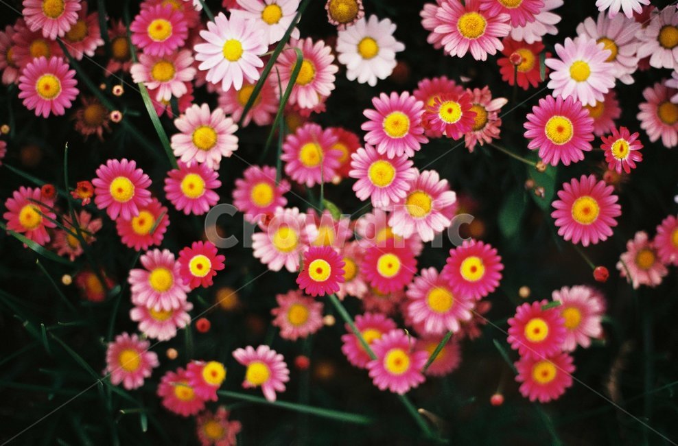 꽃,봄,화단,자연,flower