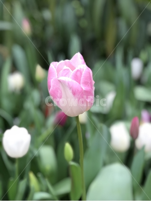꽃,자연,식물,분홍,핑크,식물,자연,plants,nature,꽃,flower