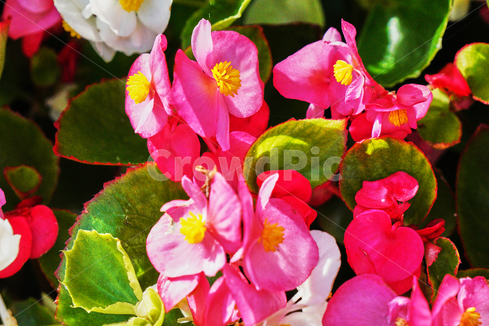 꽃,자연,식물,감성사진,여름,분홍,식물,자연,plants,nature,꽃,flower