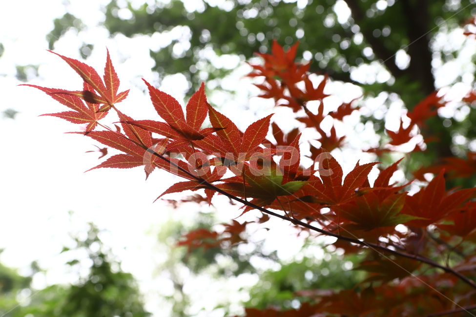 leaf,plant,잎,식물,tree,나무