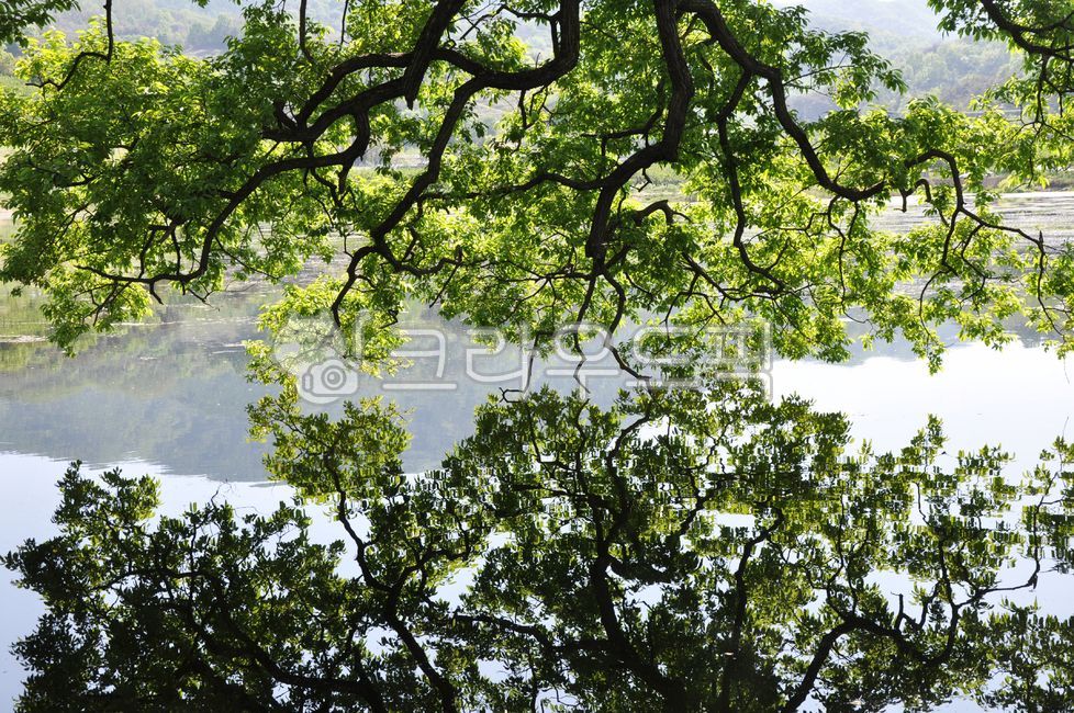 경산,반곡지,녹색,조용한,경치,반사,편안한,잎,평화로운,호수,자연,고요한,물,나무,침착한,집밖의,아직,green,tranquil,scenery,reflection,relaxing,leaf,peaceful,lake,nature,serene,water,tree,calm,outdoor,still