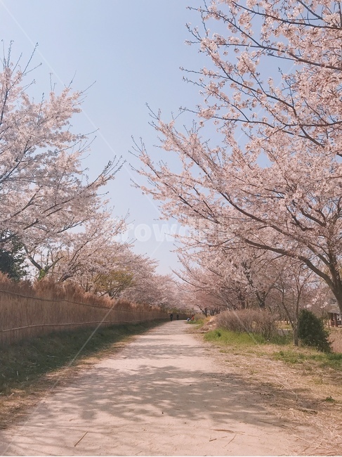 벚꽃,봄날,nature,flower,봄,spring,cherryblossoms,벚꽃길,꽃길,봄,계절,spring,season,plant,식물,blossom,꽃