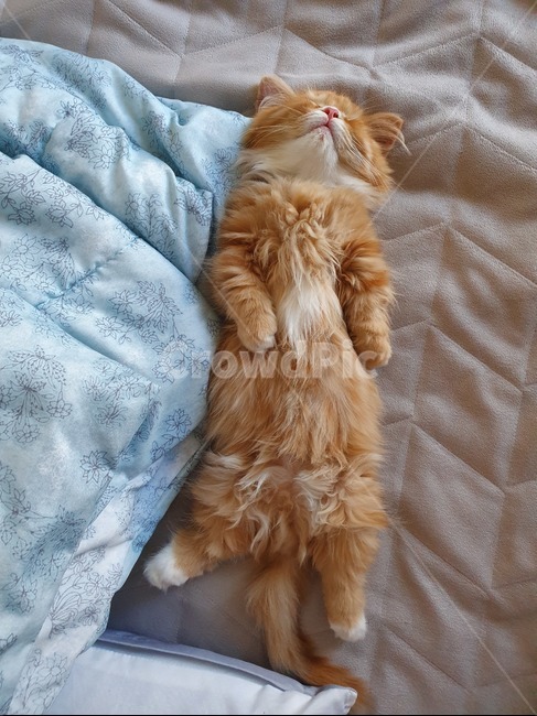 고양이,포유류,야옹이,냥이,애완동물,먼치킨고양이,먼치킨,감성사진,감성,집고양이,나비,동물,잠자는고양이,반려동물,동물,animal,포유류,mammal,고양이,cat,kitten,kitty