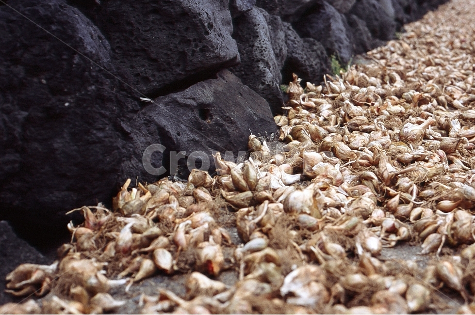 마늘,시골,산책,돌담,garlic,음식,식재료,요리,food,cook,meal,dishes,food reserves,채소,야채,vegetables
