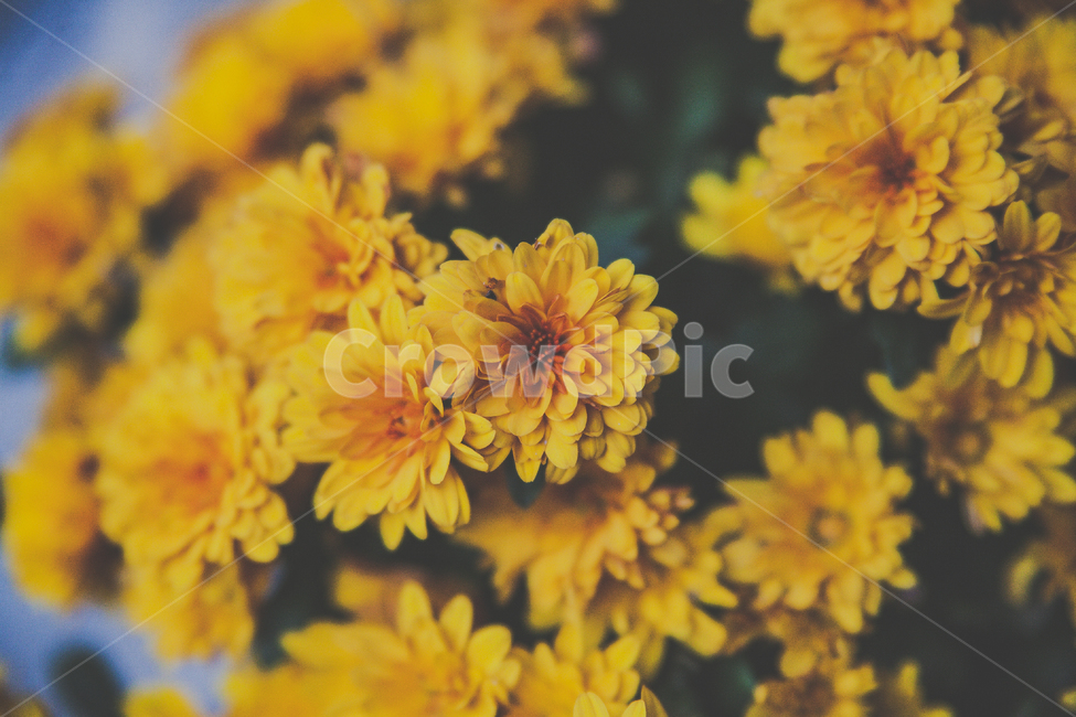 plant,식물,꽃,flower,국화,blossom,식물,자연,plants,nature,꽃,flower