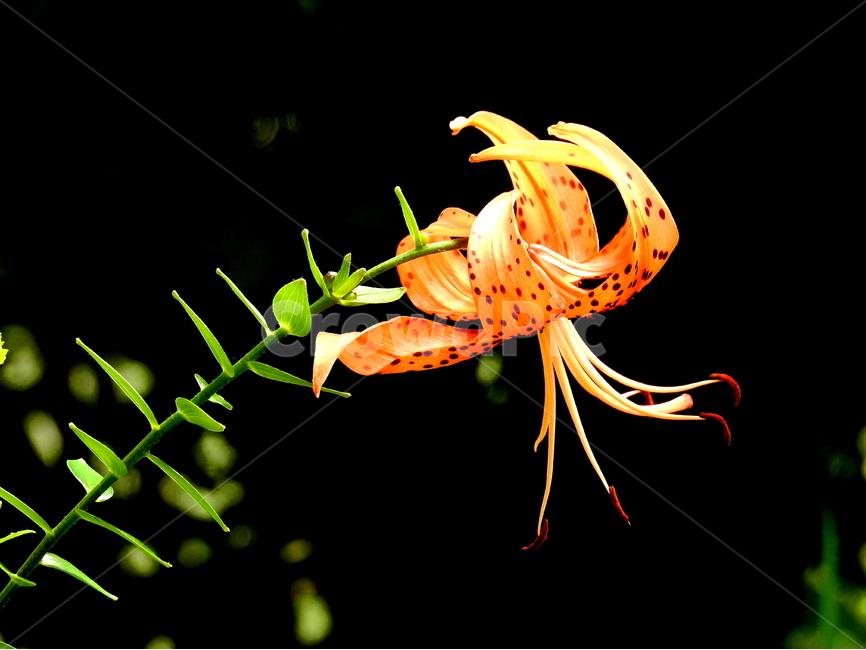꽃,식물,여름,계절,풍경,식물,자연,plants,nature,꽃,flower