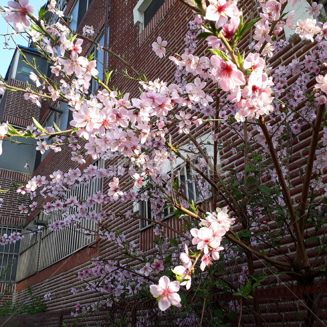 벚꽃,봄,나무,꽃,분홍,봄,계절,spring,season,꽃,flower,plant,식물