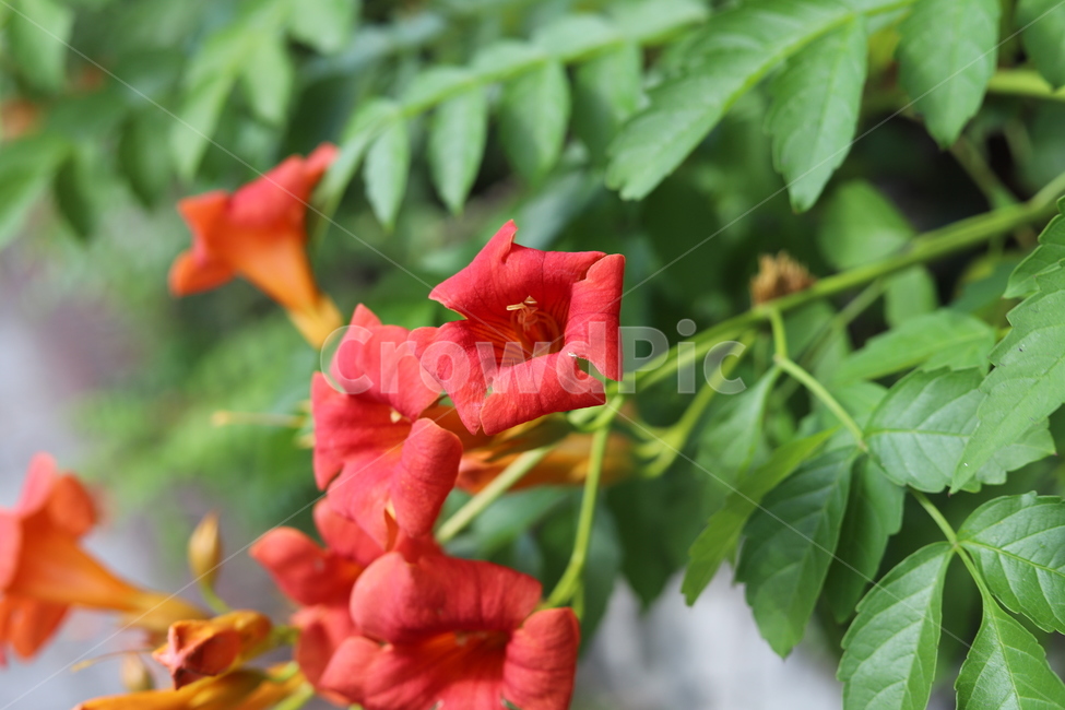 flower,꽃,plant,식물,geranium,제라늄,blossom
