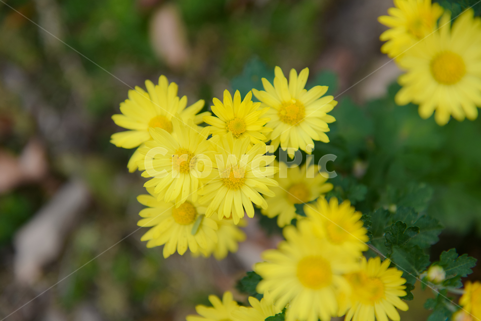 꽃,자연,접사,노랑,힐링,신선함,안식처,season,plants,nature,flower,sensible,feeling,색깔,색상,색채,색감,colorsense,colorsensitivity,feelingofcolor,감성,평온함,느낌,휴식,koreanature,landscape,yellow