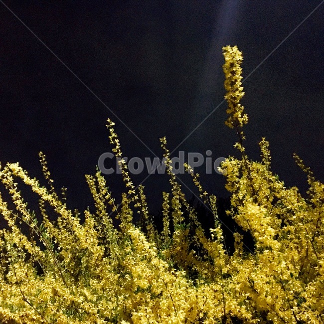 밤,개나리,노랑,yellow,봄,spring,자연,계절,한강