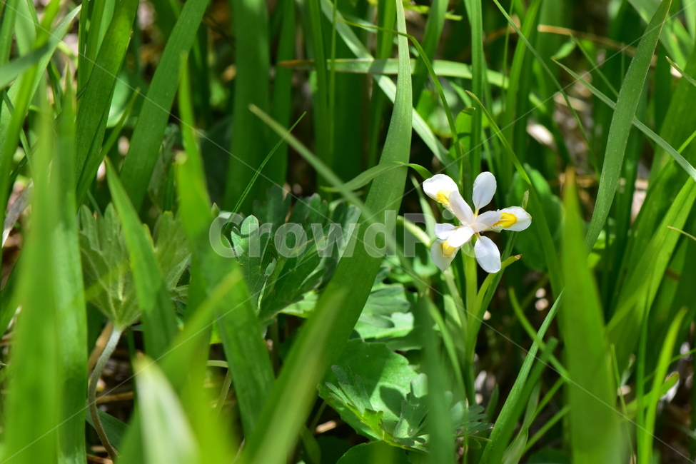 노랑무늬붓꽃,야생화,꽃,식물,자연,생태,플라워,wildflower,flower,plants,nature,season,감성,느낌,emotion,feeling