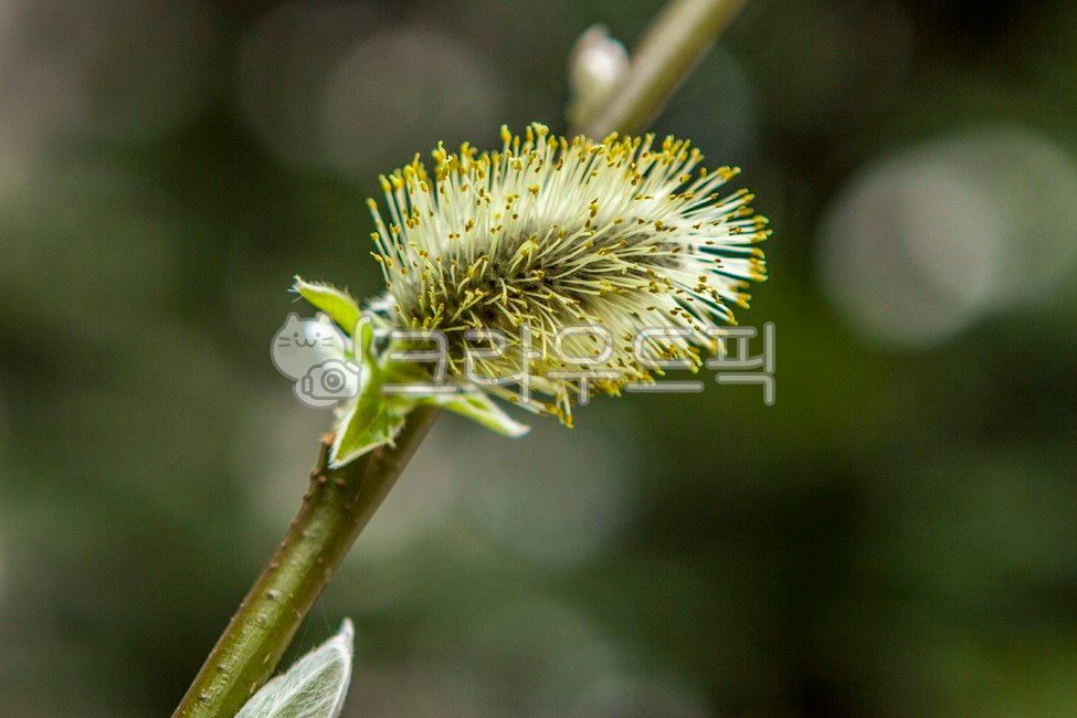 봄꽃,야생화,버들강아지,버드나무,식물,plant