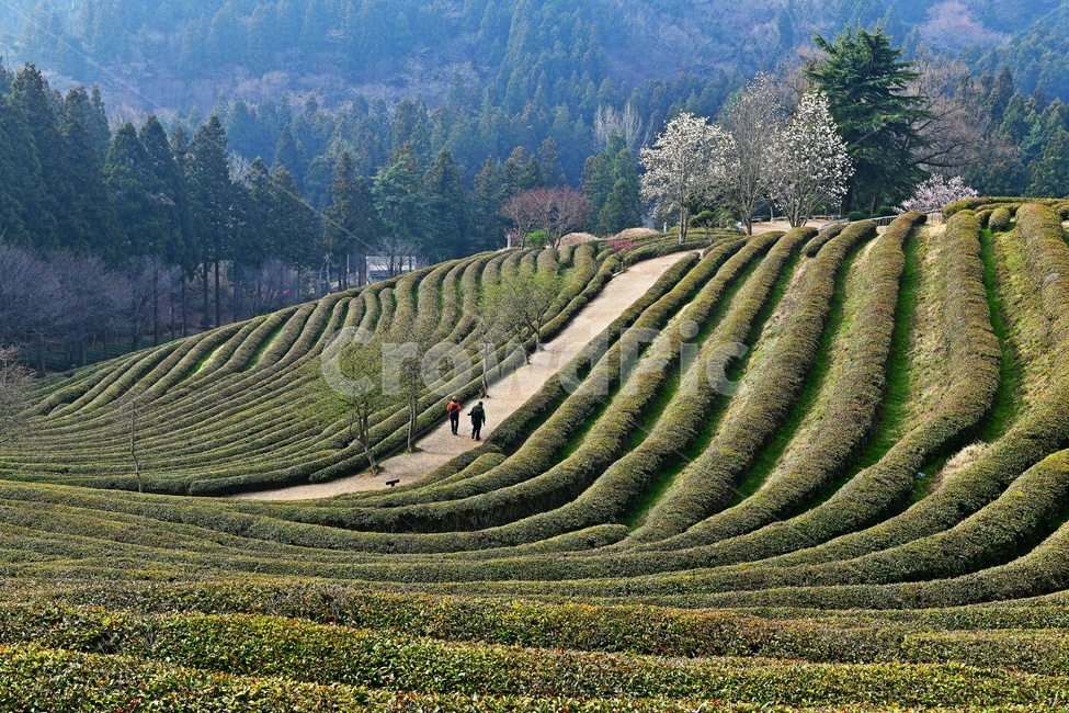 전남,보성,대한다원,녹차밭,녹차,차잎,목련,봄,계절,다원,nature,자연,outdoors,옥외,경치,경관,풍경,person,사람,human,인간,자연,풍경,nature,landscape,한국자연풍경,한국자연경관,korea nature landscape