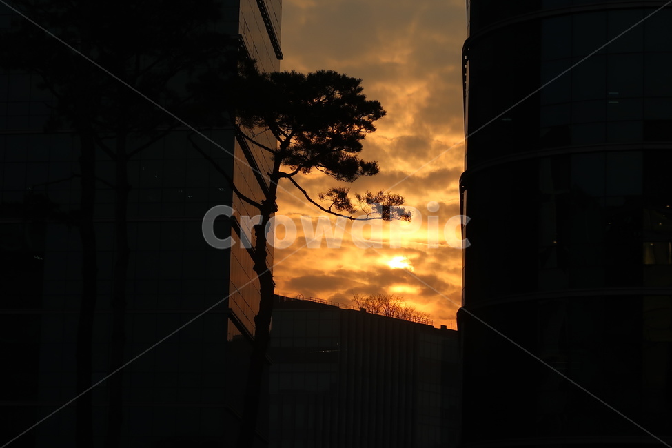 판교,노을,판교노을,소나무,도시의노을,선셋,sunset,도시,풍경,city,landscape,실루엣,그림자,silhouette,shadow