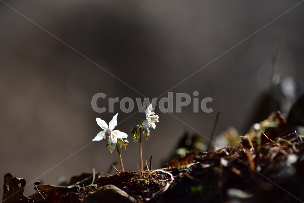 너도바람꽃,야생화,봄,꽃,풀꽃,자연,식물,식생,감성,힐링,plants,nature,spring,season,flower,emotion,feeling,흰색,초본,너도바람꽃속